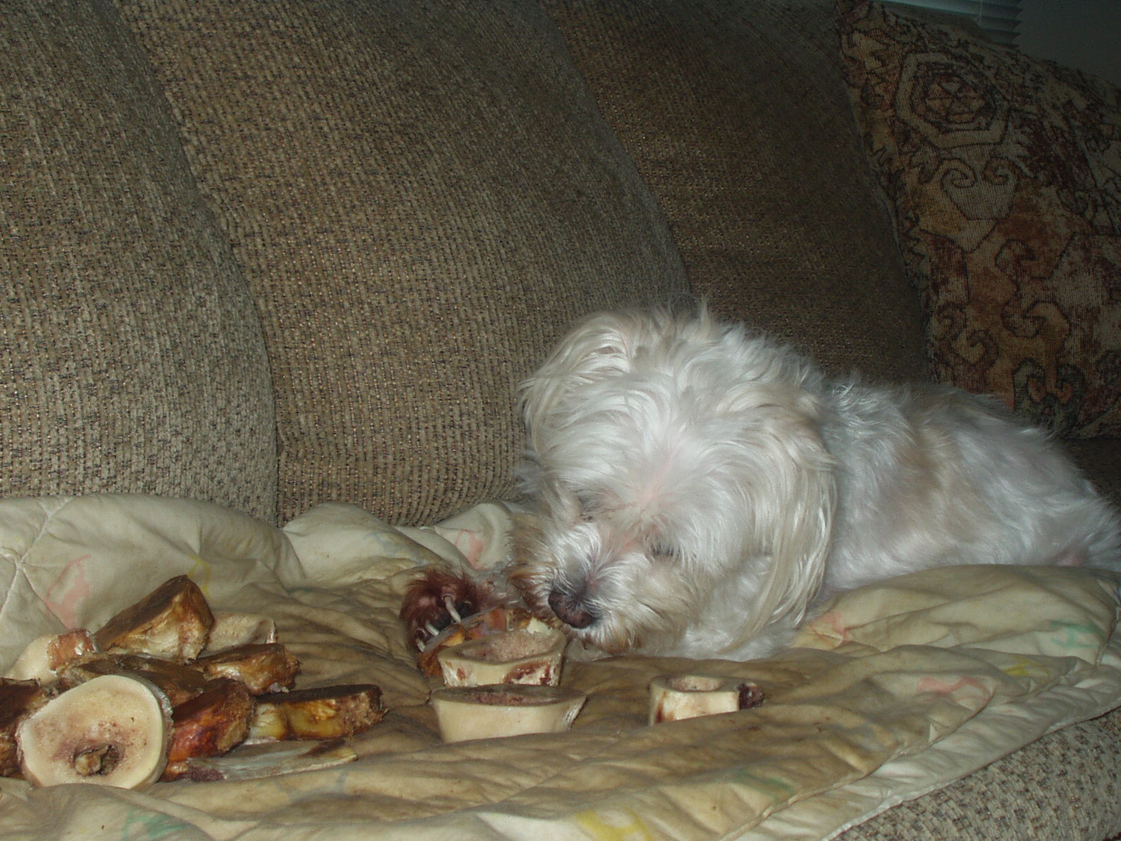 You can't find meaty smoked beef bones for your dog at most pet stores! Click the picture to enlarge it.